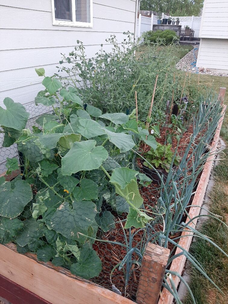 Take 5: Garden Two Days Ago